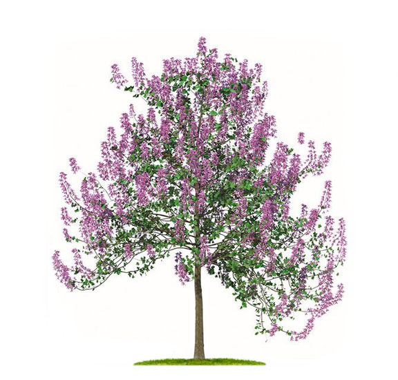 نهال پالونیا